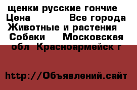 щенки русские гончие › Цена ­ 4 000 - Все города Животные и растения » Собаки   . Московская обл.,Красноармейск г.